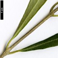 SpeciesSub: subsp. cerasiformis